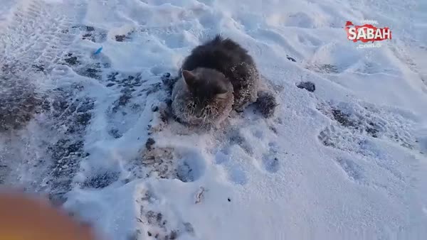 Soğuktan asfalta yapışan kedinin sonu bakın ne oldu