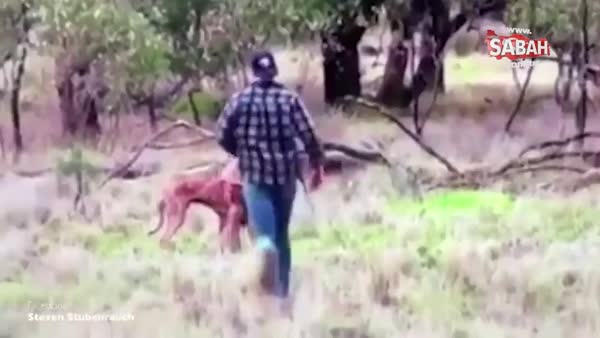 Köpeğine saldıran kanguruyu yumruklarıyla durdurdu!