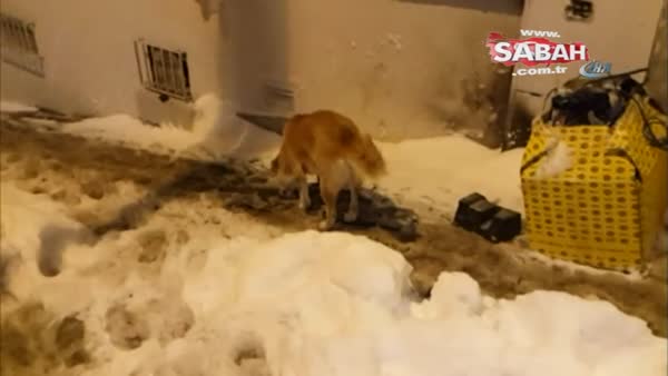 İstanbul’da köpekler kar altında böyle yemek aradı