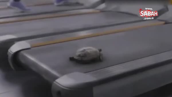Koşu bandındaki kaplumbağadan müthiş şov!