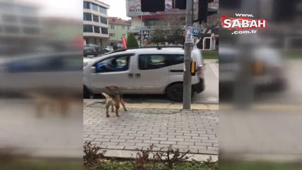 Sokak köpeğinden insanlığa trafik dersi