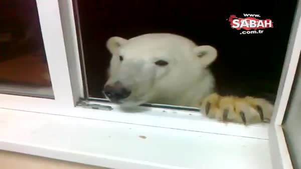 Eve dadanan aç kutup ayısı bakın karnını nasıl doyurdu!