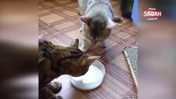 Sütü paylaşamayan çılgın kediler!