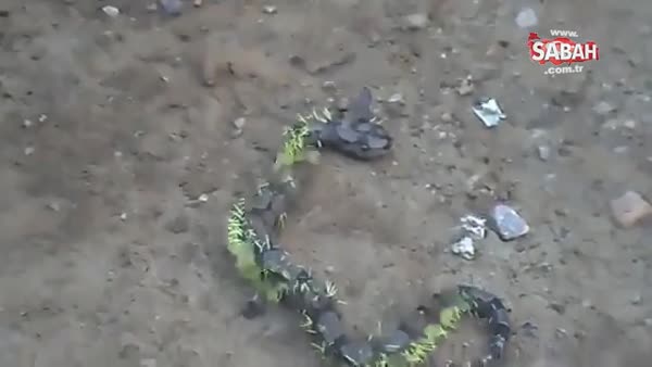 Kirpi yemeye çalışan yılanın sonu!