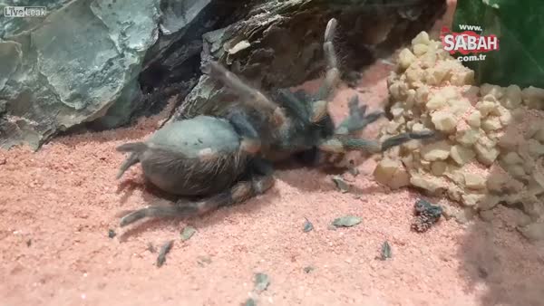 Tarantula örümceğinin yeniden doğuşu kamerada!