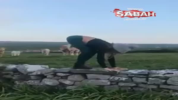 Yoga eğitmeni ineklerin önünde antrenman yaparsa