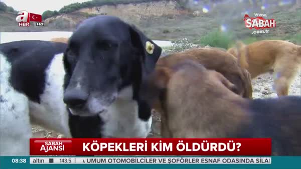 Korkunç iddia: CHP'li belediye köpekleri diri diri gömdü!