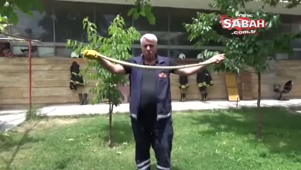 Evin bahçesine giren 2 metrelik yılan yakaladı