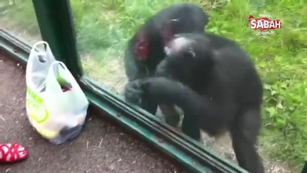Ziyaretçiden içecek isteyen şempanze şaşırttı!