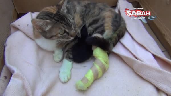 Bacakları kopan hamile kediye protez bacak