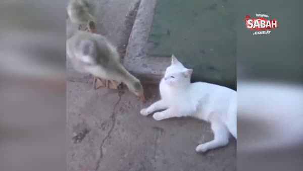 Kediyle kuşun eğlenceli mücadelesi!