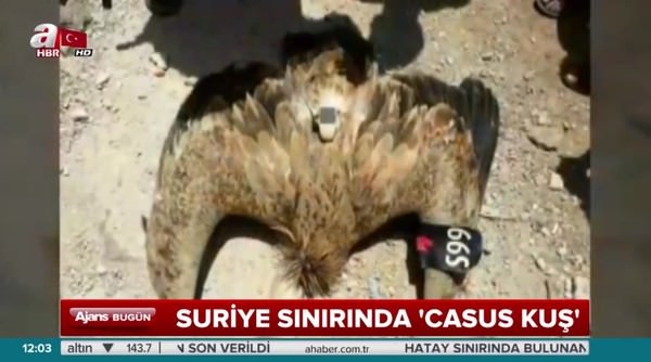 Suriye sınırında casus kuş vuruldu!