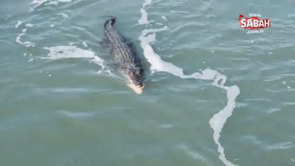 Timsahın avına saldıran köpek balığıyla ölümcül kavgası amatör kamerada!