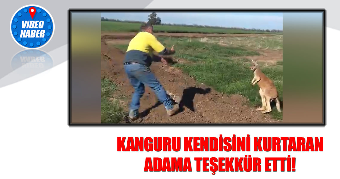 Kanguru kendisini kurtaran adama böyle teşekkür etti