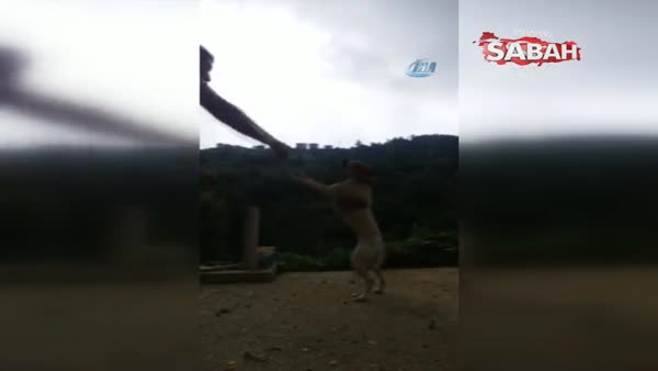 Trabzon'da sahibiyle müzik eşliğinde kolbastı oynayan köpek şaşırtıyor
