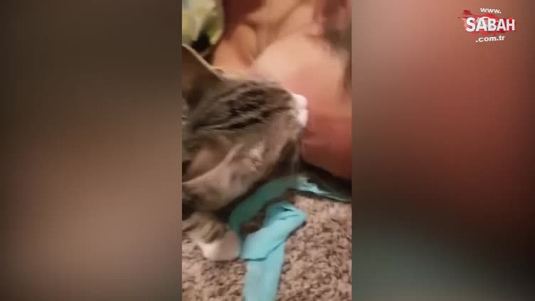 Kedi Videosunu