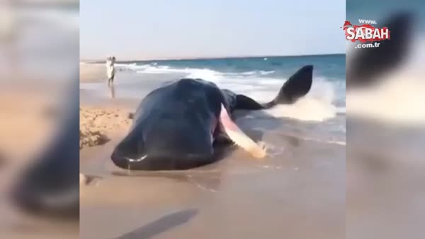 Kıyıya vuran balinayı böyle kurtarmaya çalıştılar