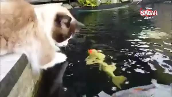 Büyük ilgiyle balıkları izleyen kedi