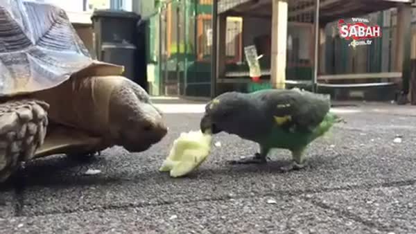 Kaplumbağa ile kuş arasında elma mücadelesi