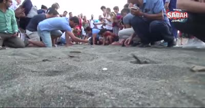 On binlerce yavru kaplumbağa denizle buluştu