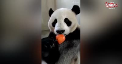 Meybuz yiyen tatlı panda