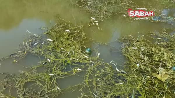 Karacabey’de korkutan balık ölümleri