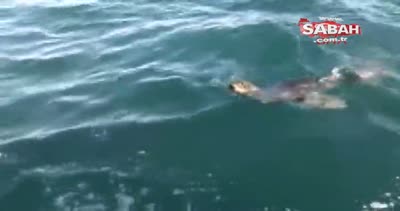 Kastamonu Cide açıklarında fok balığı görüntülendi