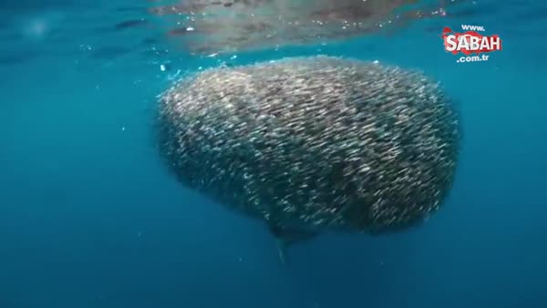 Köpek balığı balık sürüsüne böyle daldı