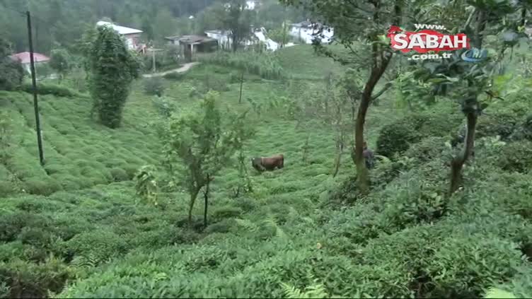 800 kiloluk boğa önüne geleni kovaladı