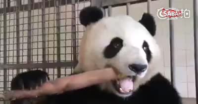 Yemek yiyen pandanın imrendiren iştahı!