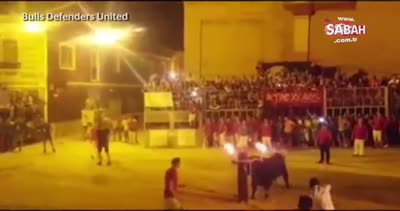 O harekete dayanamayan boğa intihar etti!