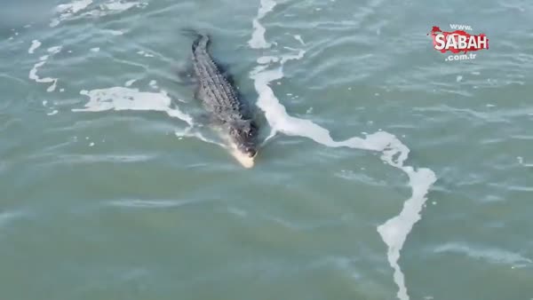 Timsahın avına saldıran köpek balığıyla ölümcül kavgası kamerada!