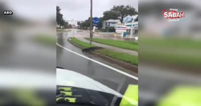 Florida’da sokaklar timsahlara kaldı