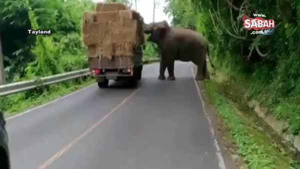 Fil kamyondan saman balyası yürüttü!