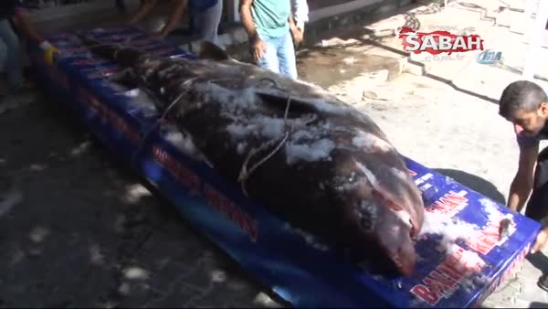 1 ton 200 kiloluk köpekbalığı yakalandı