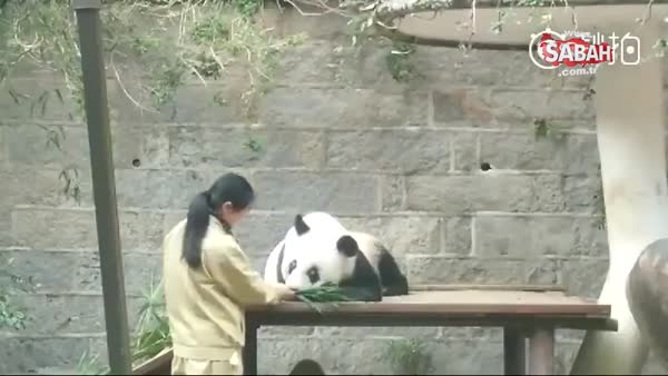 Dünyanın en yaşlı pandası öldü