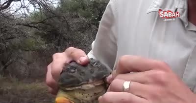 Dev kurbağa parmağını böyle ısırdı!