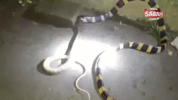 Aç yılan başka bir yılanı böyle yedi!