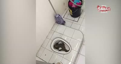 Tuvaletin içinden çıkan dev hayvan korkuttu!