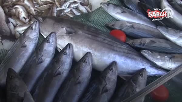 Balıkçıların ağlarına 'zindandelen balığı' takıldı