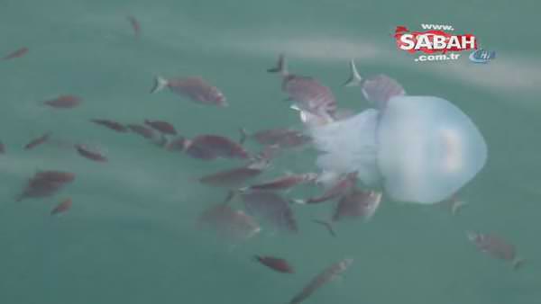 Tarakçı Balıklarının deniz anasına saldırısı kamerada