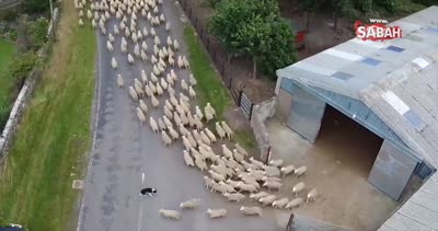 Koyun sürüsünü güden çoban köpeklerinin izleyenleri haran bırakan videosu!