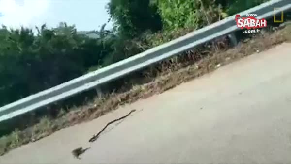 Yavrusunu kurtarmak için yılana saldıran anne fare!