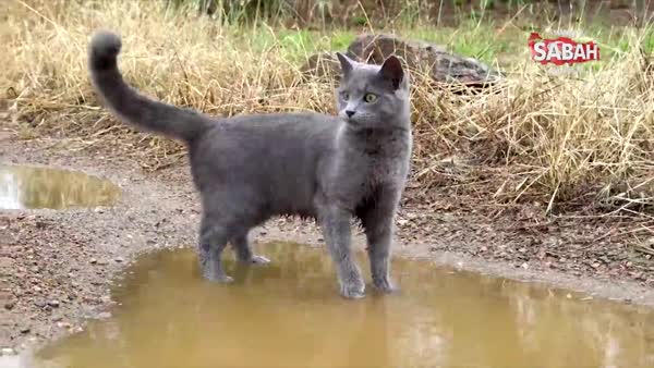 Suya girince mutluluktan kendini kaybeden kedi görenleri şaşırtıyor