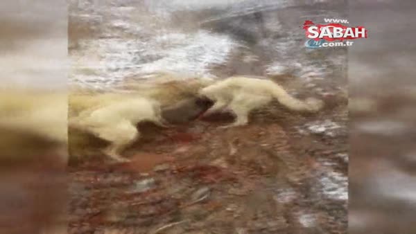Sürüye saldıran yaban domuzunu kangal köpekleri boğdu