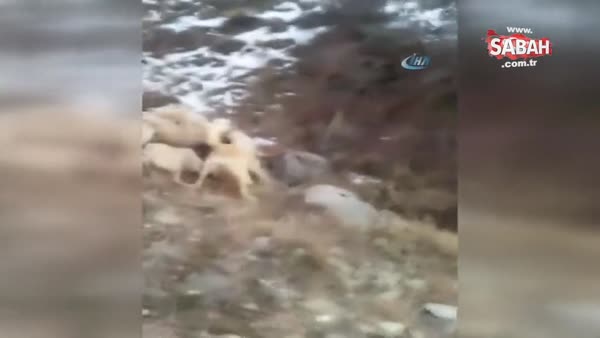 Sürüye saldıran dev yaban domuzunu kangal köpekleri boğdu