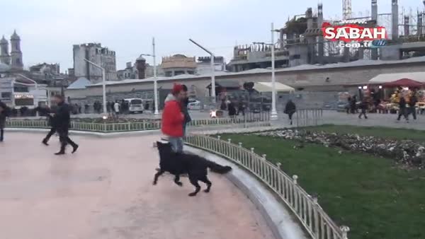 Sokak köpeği ile genç kızın atkı savaşı kamerada