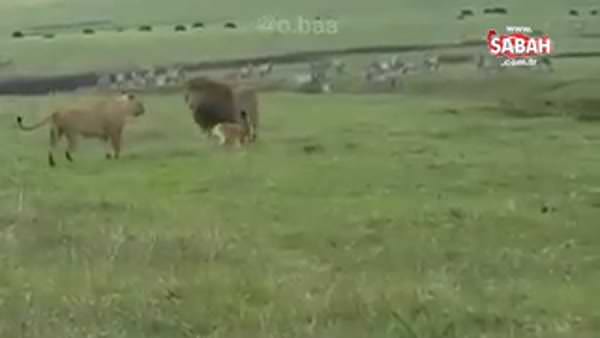 İki aslana birden saldıran köpek görenleri şaşırttı