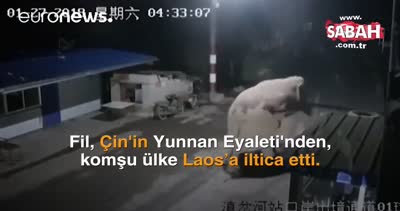 Vahşi bir fil, Çin’den komşu ülke Laos’a iltica etti