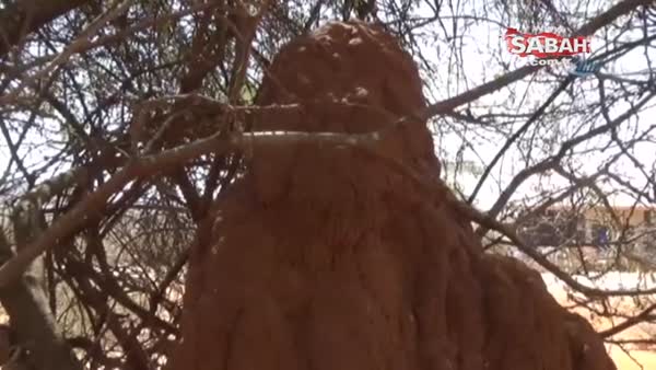 Etiyopya’da büyüleyen karınca gökdelenleri